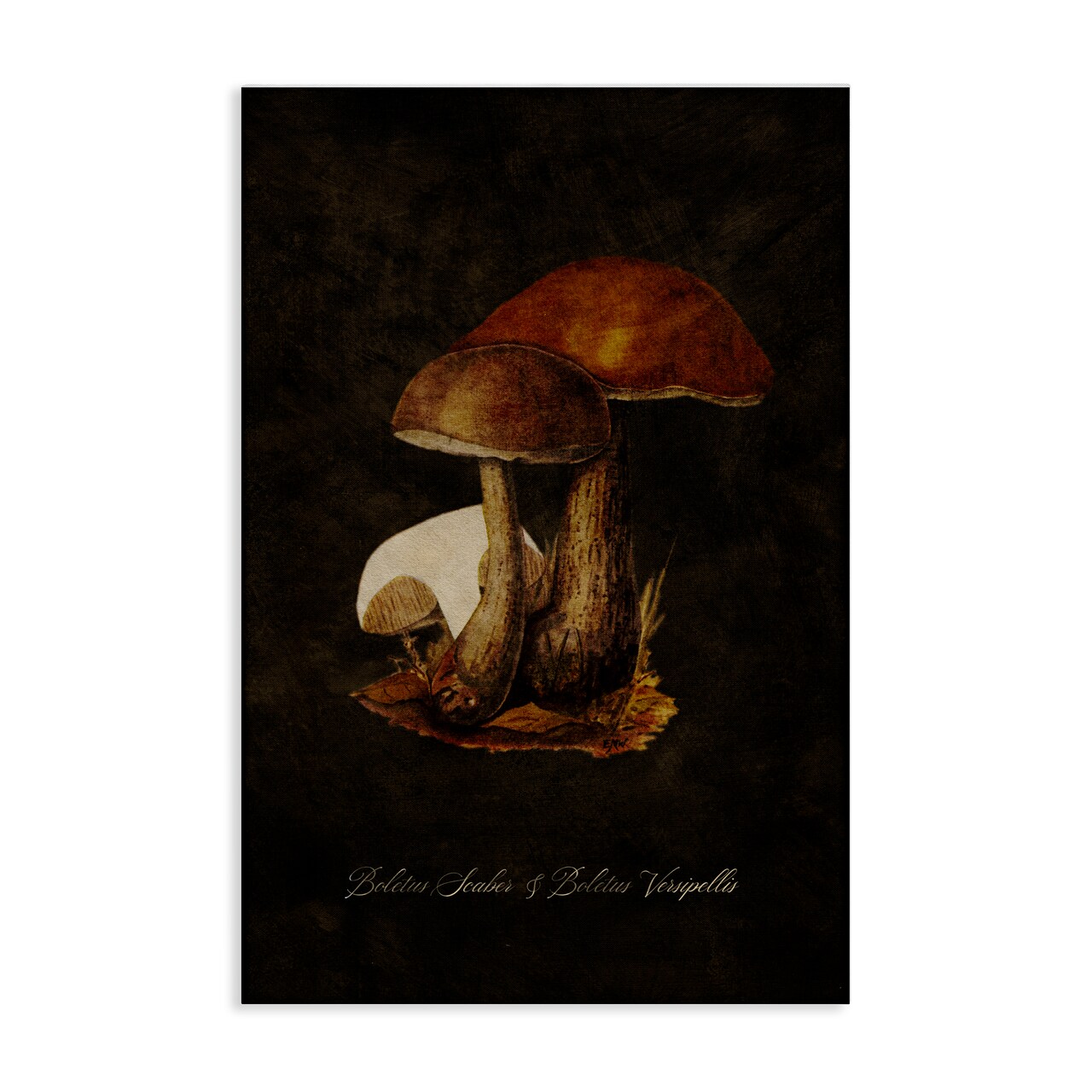 Stupell Industries Mushroom Types Study Canvas Wall Art Design by Tina Higgins Designs, Inc.